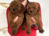 Red Brown A Kali̇te Toy Poodle Yavrular