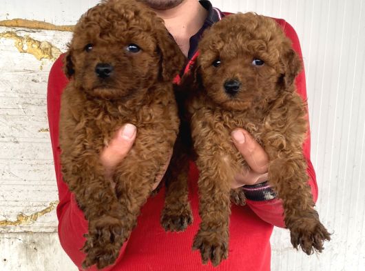 Red Brown A Kali̇te Toy Poodle Yavrular görsel