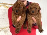 Red Brown A Kali̇te Toy Poodle Yavrular