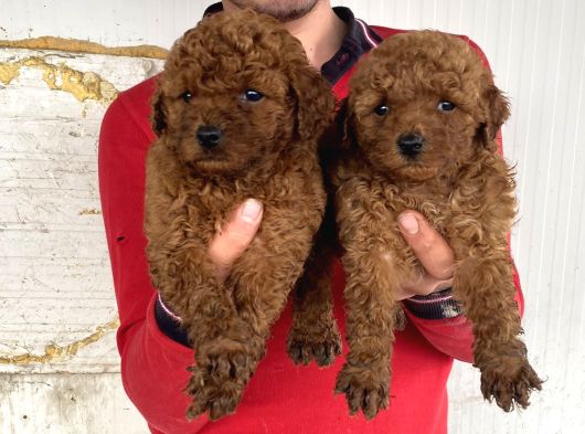 Red Brown A Kali̇te Toy Poodle Yavrular görsel