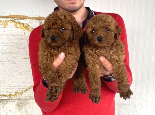 Red Brown A Kali̇te Toy Poodle Yavrular görsel