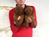 RED BROWN A KALİTE TOY POODLE YAVRULAR