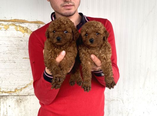 Red Brown A Kali̇te Toy Poodle Yavrular
