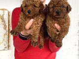 Show Kali̇te Red Toy Poodle Yavrular