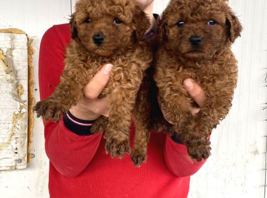 Show Kali̇te Red Toy Poodle Yavrular görsel