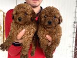 Show Kali̇te Red Toy Poodle Yavrular