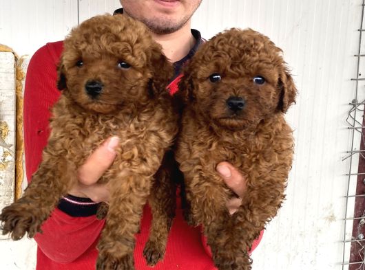 Show Kali̇te Red Toy Poodle Yavrular görsel