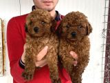 SHOW KALİTE RED TOY POODLE YAVRULAR