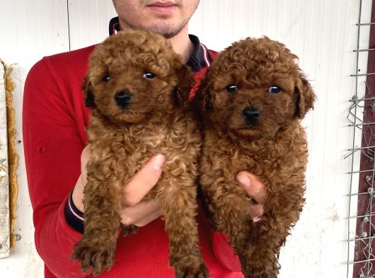 Show Kali̇te Red Toy Poodle Yavrular