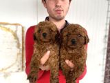 Show Kali̇te Red Toy Poodle Yavrular