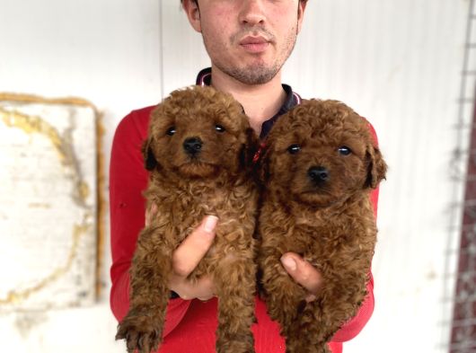Koyu Renk Toy Poodle Yavrular görsel