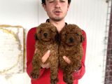 Show Kali̇te Red Toy Poodle Yavrular