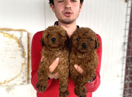 Show Kali̇te Red Toy Poodle Yavrular görsel