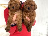 Koyu Renk Toy Poodle Yavrular