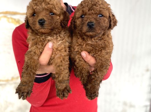 Koyu Renk Toy Poodle Yavrular görsel