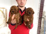 KOYU RENK TOY POODLE YAVRULAR