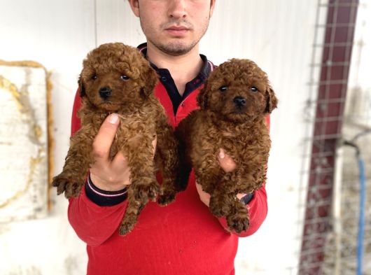 Koyu Renk Toy Poodle Yavrular
