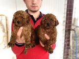 Koyu Renk Toy Poodle Yavrular