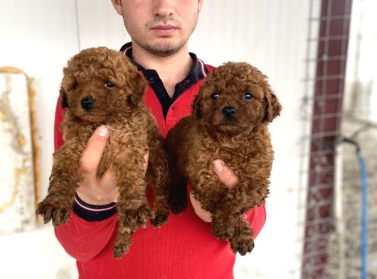 Koyu Renk Toy Poodle Yavrular görsel