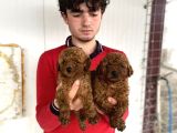 Koyu Renk Toy Poodle Yavrular