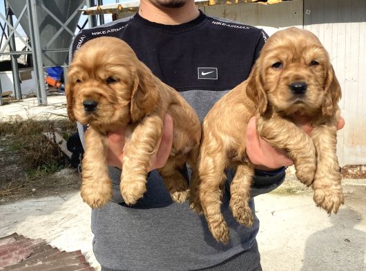 Üst Kali̇te Şi̇ri̇n Cocker Yavrular görsel