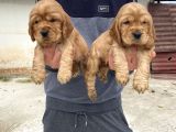 Üst Kali̇te Şi̇ri̇n Cocker Yavrular