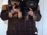 Show Kali̇te Orji̇nal Rottweiler Yavrular