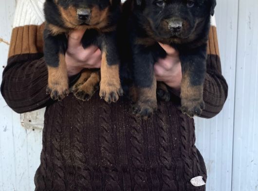 Show Kali̇te Orji̇nal Rottweiler Yavrular görsel