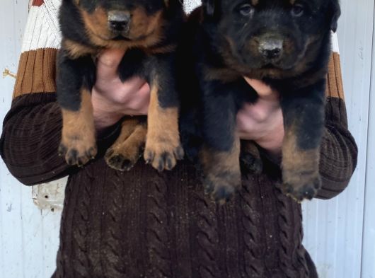 Show Kali̇te Orji̇nal Rottweiler Yavrular görsel