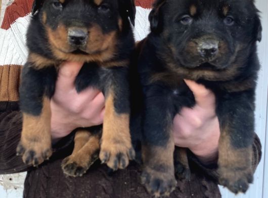 Show Kali̇te Orji̇nal Rottweiler Yavrular görsel