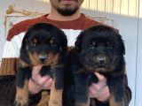 SHOW KALİTE ORJİNAL ROTTWEILER YAVRULAR