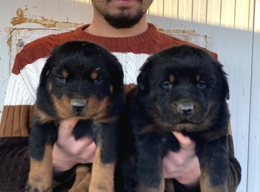 Show Kali̇te Orji̇nal Rottweiler Yavrular