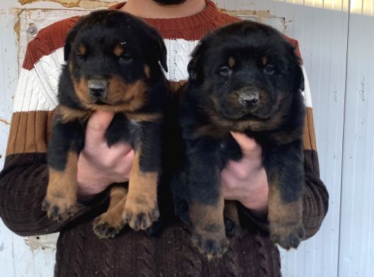 Show Kali̇te Orji̇nal Rottweiler Yavrular görsel