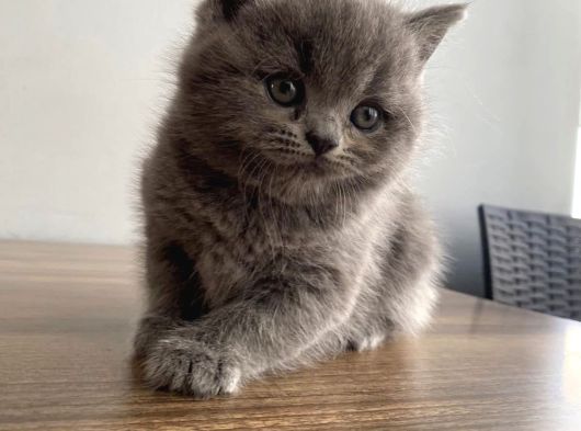 British Shorthair Ve Longhair Kardeşler görsel