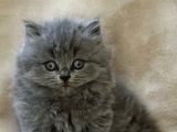 British Shorthair Ve Longhair Kardeşler