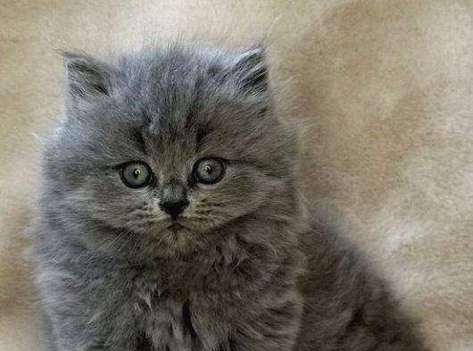 British Shorthair Ve Longhair Kardeşler görsel