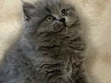 British shorthair ve longhair kardeşler