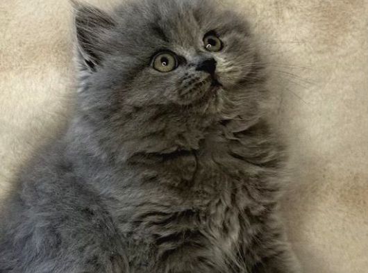 British Shorthair Ve Longhair Kardeşler