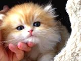 British Longhair golden erkek bebiş