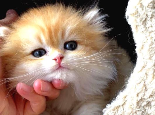 British Longhair Golden Erkek Bebiş