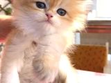 British Longhair Golden Erkek Bebiş