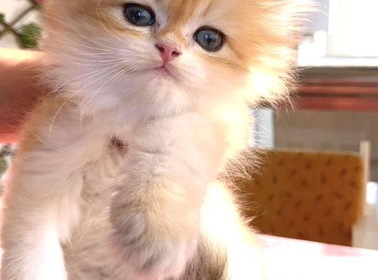 British Longhair Golden Erkek Bebiş görsel