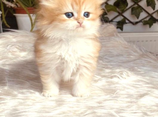 British Longhair Golden Erkek Bebiş görsel
