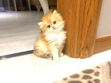 British Longhair Golden Erkek Bebiş
