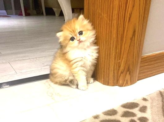 British Longhair Golden Erkek Bebiş görsel