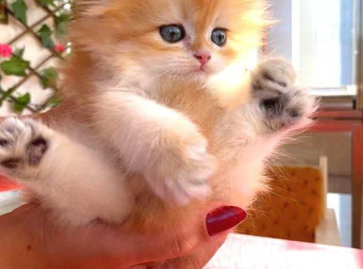 British Longhair Golden Erkek Bebiş görsel