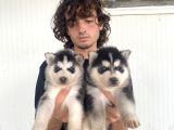 Si̇yah Mavi̇ Göz Üst Kali̇te Husky Yavrular
