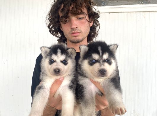 Si̇yah Mavi̇ Göz Üst Kali̇te Husky Yavrular görsel