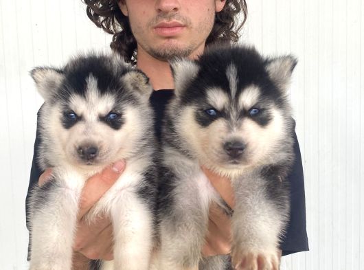SİYAH MAVİ GÖZ ÜST KALİTE HUSKY YAVRULAR