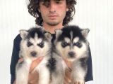 Si̇yah Mavi̇ Göz Üst Kali̇te Husky Yavrular